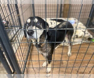 Beagle-Huskies Mix Dogs for adoption in Lewistown, PA, USA