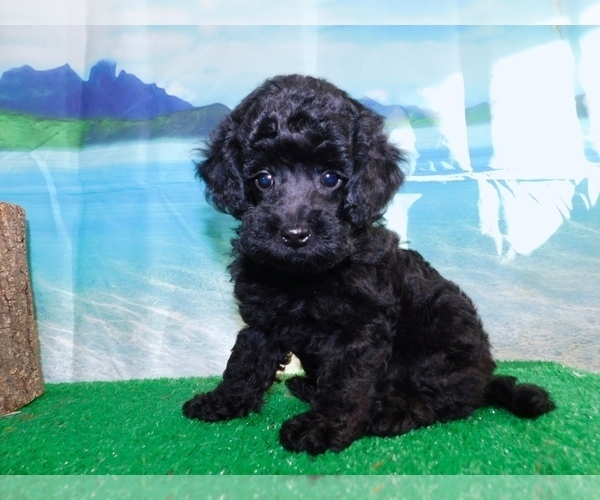 Medium Photo #4 Poodle (Toy) Puppy For Sale in HAMMOND, IN, USA