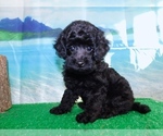 Small Photo #4 Poodle (Toy) Puppy For Sale in HAMMOND, IN, USA