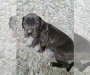 Great Dane Puppy for sale in CHESTERFIELD, MI, USA