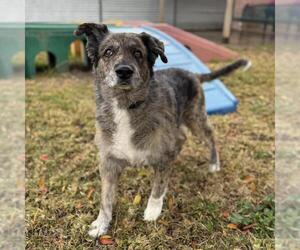 Australian Shepherd-German Shepherd Dog Mix Dogs for adoption in Modesto, CA, USA