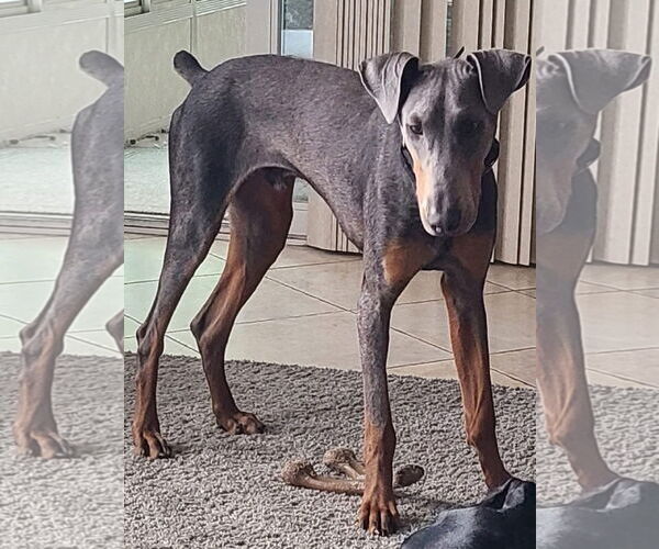 Medium Photo #14 Doberman Pinscher-Unknown Mix Puppy For Sale in Escondido, CA, USA