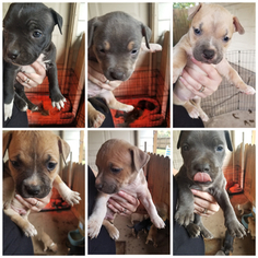 American Pit Bull Terrier Puppy for sale in ANGLETON, TX, USA