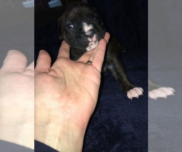 Medium Photo #1 Boxer Puppy For Sale in KIMMELL, IN, USA