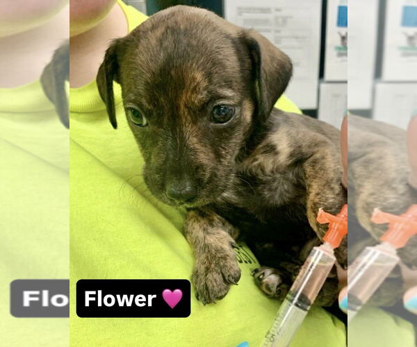 Medium Photo #5 Mutt Puppy For Sale in Brewster, NY, USA