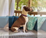 Small #8 American Staffordshire Terrier-Collie Mix