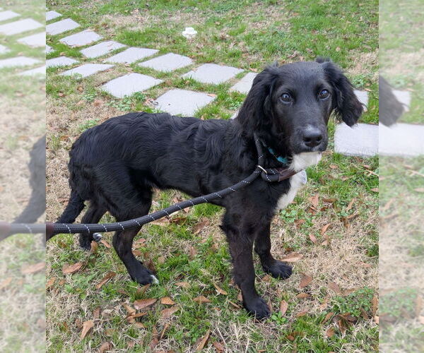 Medium Photo #3 Colonial Cocker Spaniel-Unknown Mix Puppy For Sale in Boston, MA, USA