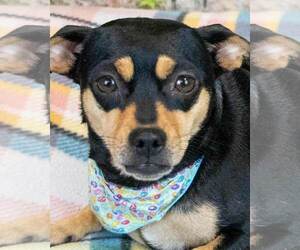 Dachshund-Jack Russell Terrier Mix Dogs for adoption in Kennesaw, GA, USA