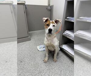 American Pit Bull Terrier-Unknown Mix Dogs for adoption in Pasadena, TX, USA