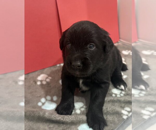 Medium Photo #4 Australian Shepherd-Unknown Mix Puppy For Sale in Euless, TX, USA
