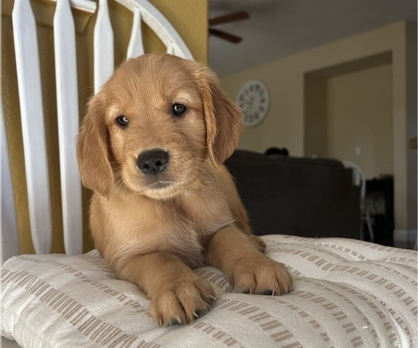 Medium Photo #5 Golden Retriever Puppy For Sale in SACRAMENTO, CA, USA
