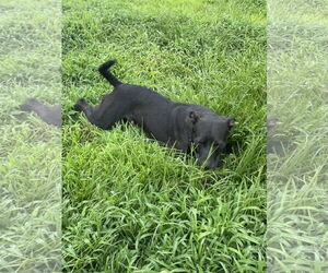 Apollo - Male Bulldog-Labrador Retriever Mix Dog for Adoption - Photo #4