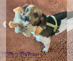 Small #3 Dachshund
