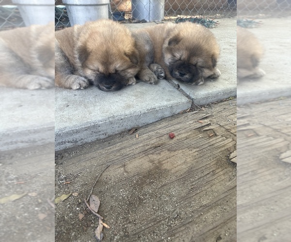 Medium Photo #6 Chow Chow Puppy For Sale in FONTANA, CA, USA