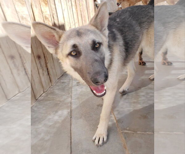 Medium Photo #12 German Shepherd Dog Puppy For Sale in Apple Valley, CA, USA