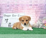 Small Photo #4 Pembroke Welsh Corgi Puppy For Sale in BEL AIR, MD, USA
