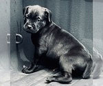 Small Photo #8 Cane Corso Puppy For Sale in SAINT JOSEPH, MO, USA