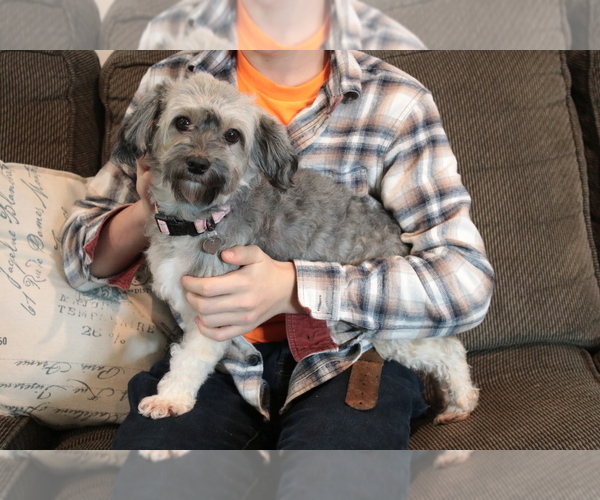 Medium Photo #1 Havanese Puppy For Sale in RAINIER, OR, USA