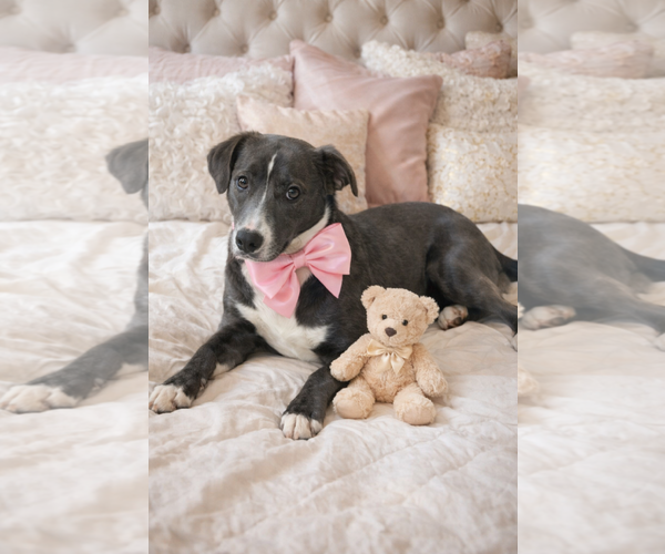 Medium Photo #8 Borador Puppy For Sale in Mt. Laurel, NJ, USA