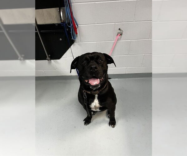 Medium Photo #1 Mutt Puppy For Sale in St. Cloud, FL, USA