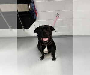 Mutt Dogs for adoption in St. Cloud, FL, USA