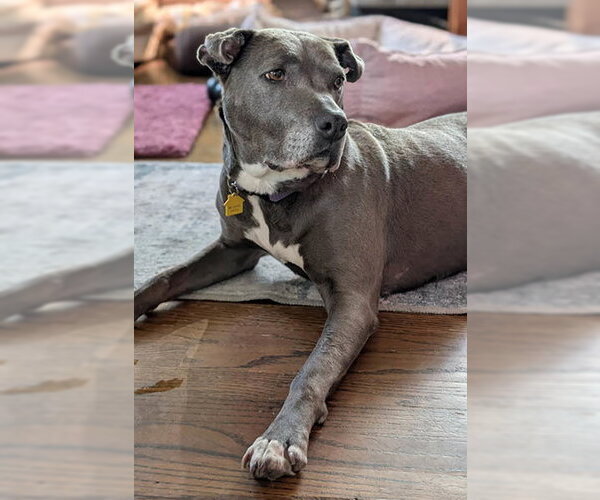 Medium Photo #3 American Pit Bull Terrier-Unknown Mix Puppy For Sale in Lake Wylie, SC, USA