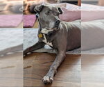 Small #2 American Pit Bull Terrier Mix