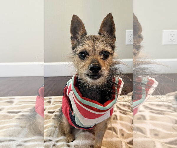 Medium Photo #3 Mutt Puppy For Sale in Newport Beach, CA, USA