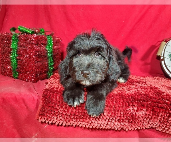 Medium Photo #4 Bernedoodle Puppy For Sale in BLACK FOREST, CO, USA