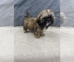 Small Photo #19 Shih Tzu Puppy For Sale in SAINT AUGUSTINE, FL, USA