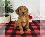 Small #1 Goldendoodle (Miniature)