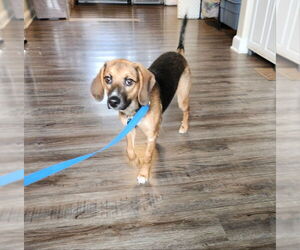 Beagle-Unknown Mix Dogs for adoption in Fairfax, VA, USA