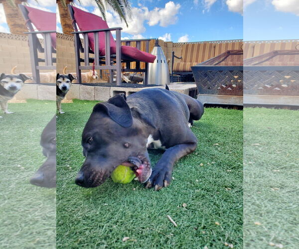 Medium Photo #3 American Pit Bull Terrier-Unknown Mix Puppy For Sale in Chandler, AZ, USA