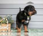 Small Photo #28 Bernedoodle-Labrador Retriever Mix Puppy For Sale in REED CITY, MI, USA
