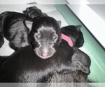 Small Photo #5 German Shepherd Dog Puppy For Sale in BRANFORD, FL, USA