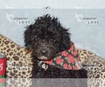 Small #6 Poodle (Toy)