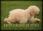 Small Photo #72 Poodle (Miniature) Puppy For Sale in COPPOCK, IA, USA