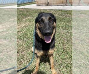 German Shepherd Dog-Unknown Mix Dogs for adoption in Corpus Christi, TX, USA