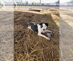 Small #1 American Pit Bull Terrier Mix