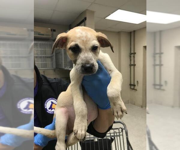 Medium Photo #1 Mutt Puppy For Sale in Conroe, TX, USA