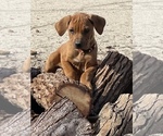 Small Photo #16 Rhodesian Ridgeback Puppy For Sale in MORONGO VALLEY, CA, USA
