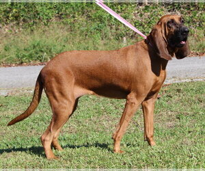 Clemmy 44469 - Female Bloodhound Dog for Adoption - Photo #2