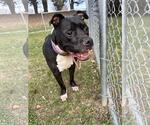 Small #1 American Staffordshire Terrier Mix