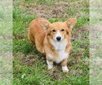 Small Photo #9 American Corgi Puppy For Sale in APPLE GROVE, WV, USA