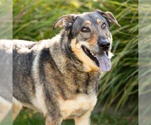 German Shepherd Dog Dogs for adoption in Camarillo, CA, USA