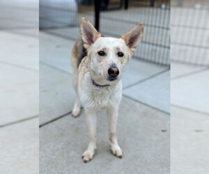 Siberian Husky-Unknown Mix Dogs for adoption in Sacramento, CA, USA