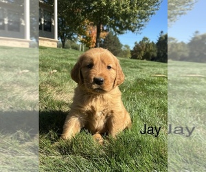 Golden Retriever Dog for Adoption in FREDERICKSBG, Ohio USA