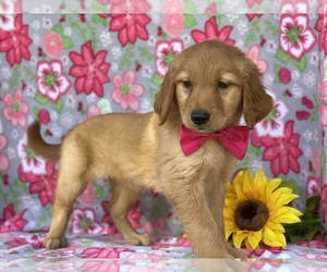 Golden Retriever Puppy for sale in LANCASTER, PA, USA