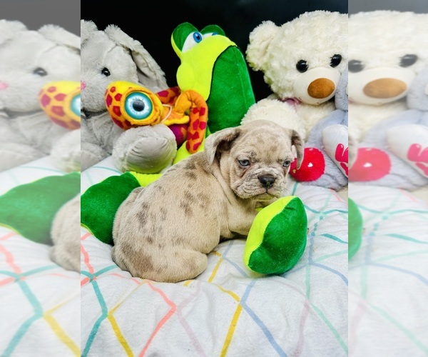 Medium Photo #19 French Bulldog Puppy For Sale in BELLVILLE, TX, USA