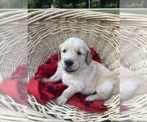 Golden Retriever Puppy for sale in MARTIN, GA, USA